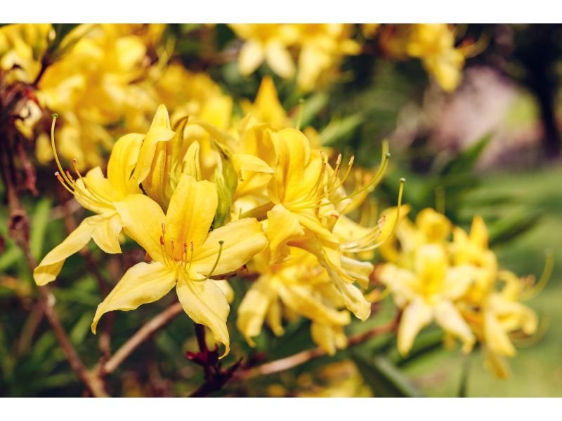 Azalea, poisonous yellow flowers, yellow flowering shrubs