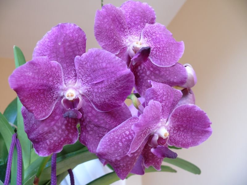 Vanda Orchid flower to grow on window 
