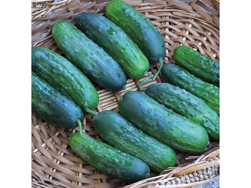 Vlaspik cucumbers