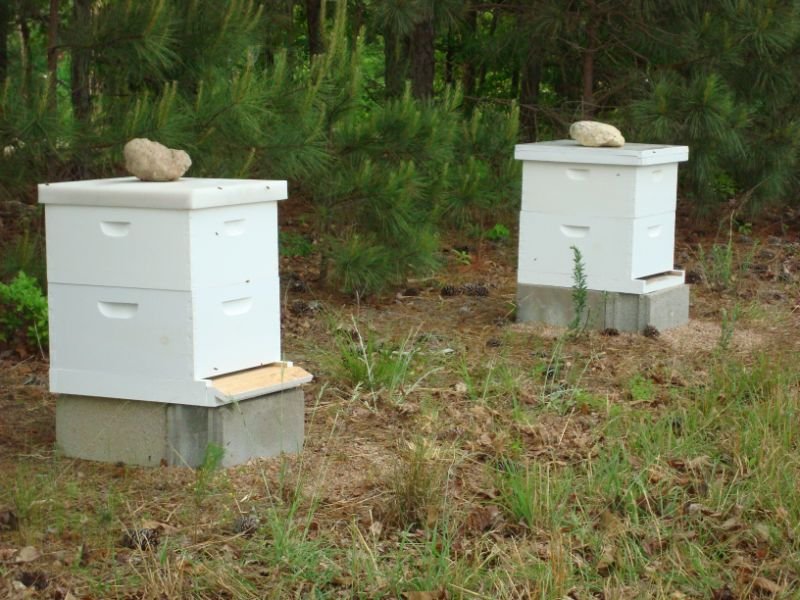 build bees nest to keep bees away