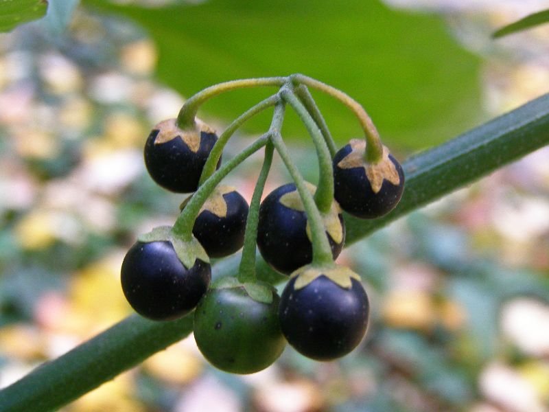Black nightshade berries are black when ripe