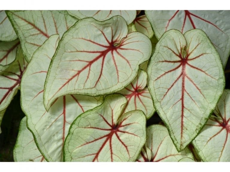 The Best 14 Plants That Look Like Elephant Ears - Harvest Indoor