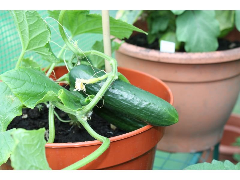 cucumbers in containers