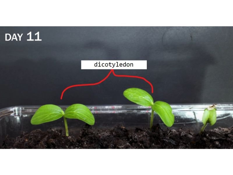 cucumbers  growth stages day 11 dicotyledon