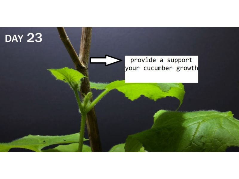 day 23 provide a trellis to support your cucumber growth