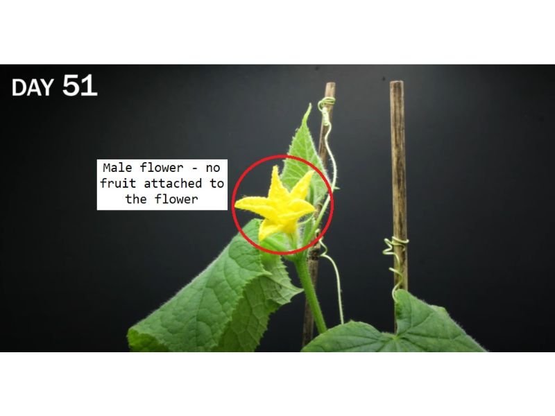 cucumbers growing stages day 51 male flowers
