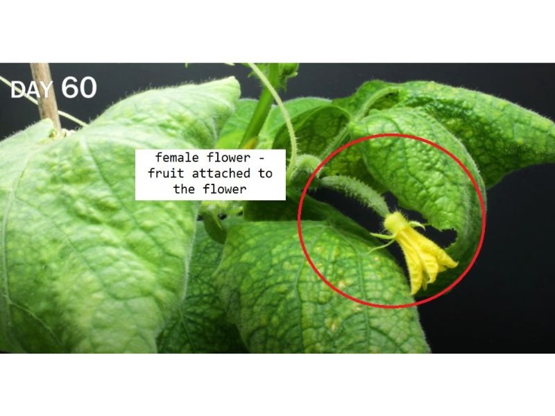 cucumbers growth stages day 60 female flowers