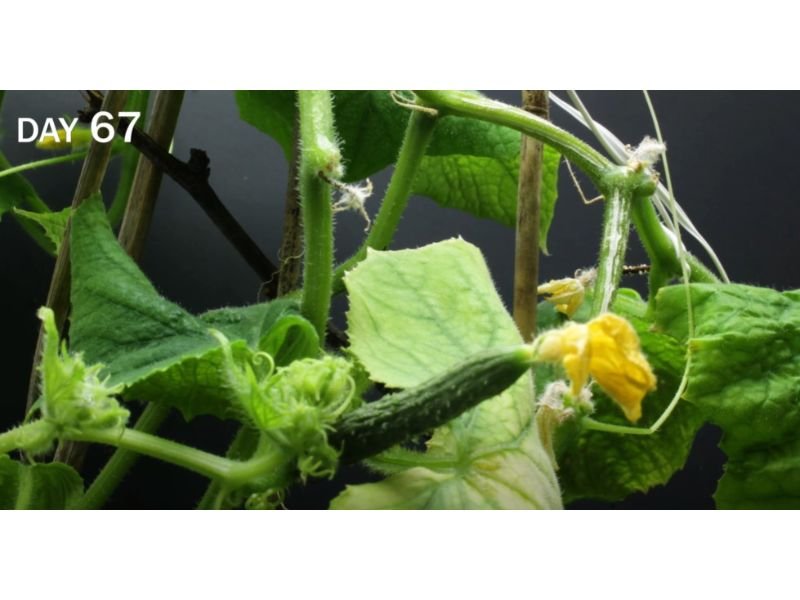 Cucumber Growth Stages and Tips To Grow A Healthy Cucumber
