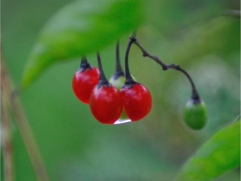 Deadly nightshade berries are deep red