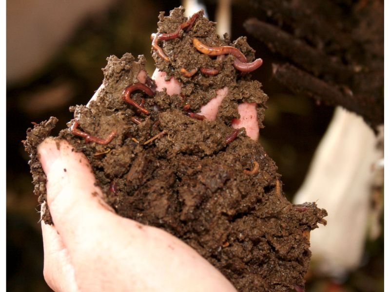 worm castings aroid mix recipe