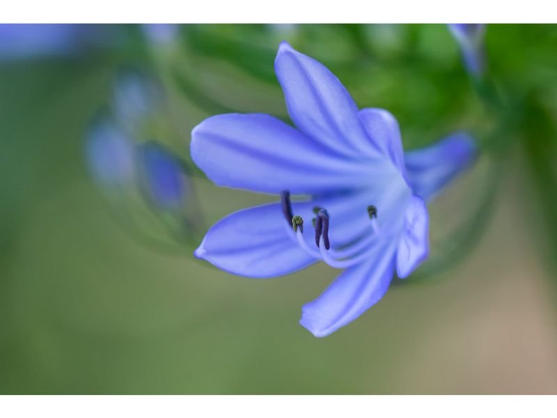 African Blue Lily means love