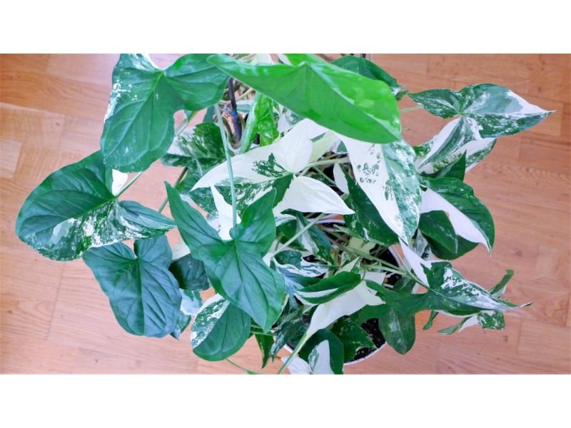 Albo Variegata Indoor plants with green and white leaves