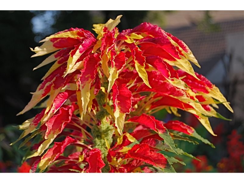 Amaranthus Tricolor 
