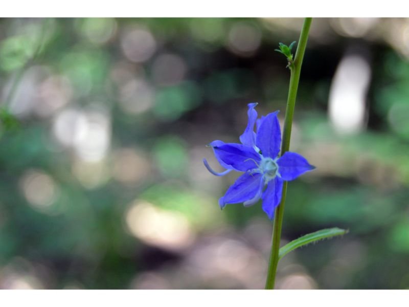 Best Blue Flowers To Grow For Every Type of Garden