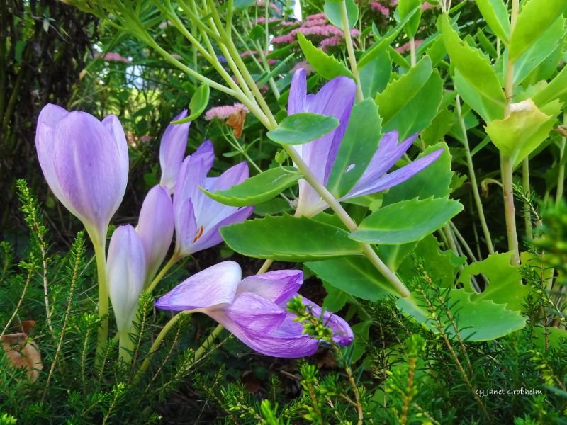 Autumn Crocus or Saffron purple flower you can eat