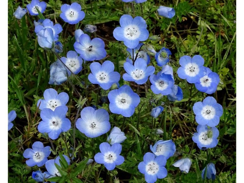 Blue Flowers Meaning and Cultural Symbolism