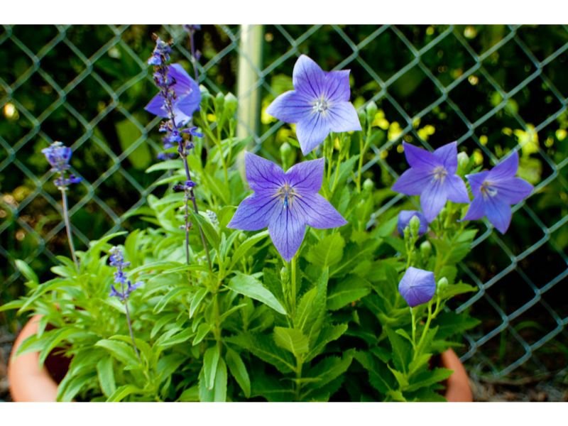 blue flowers for hanging baskets