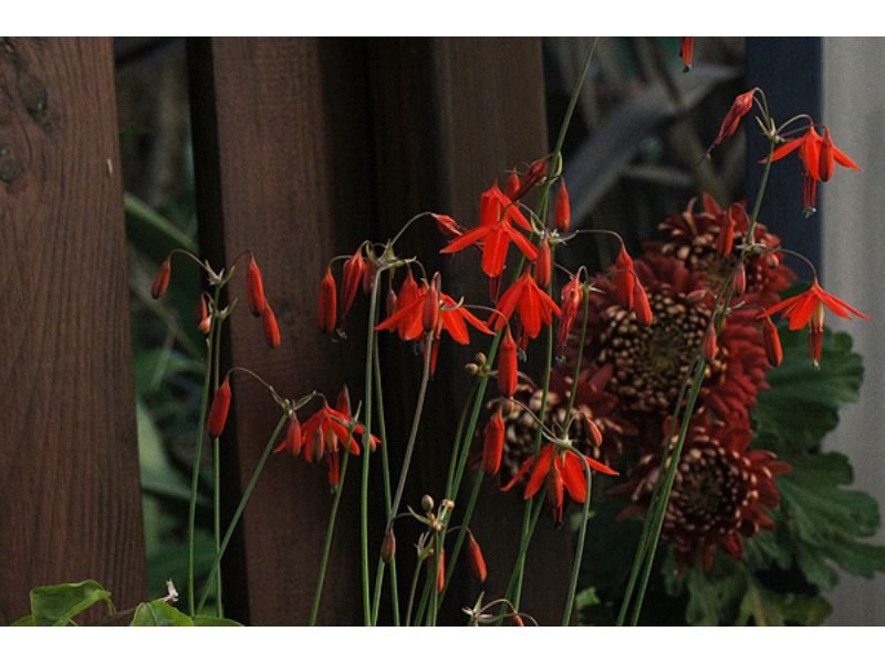 10 Tropical Plant With Red Flowers