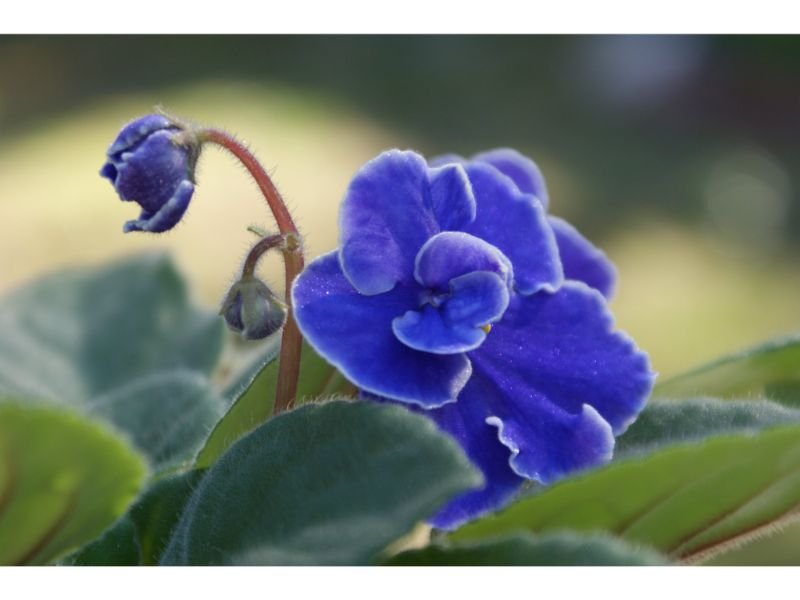 Blue African Violet blue flowers meaning devotion 
