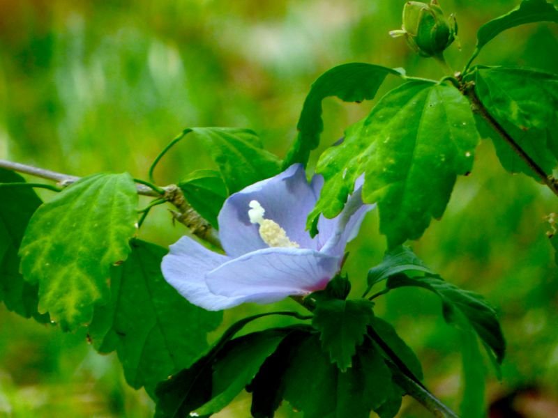 Blue Bird’ Althea purple flowers that close at night