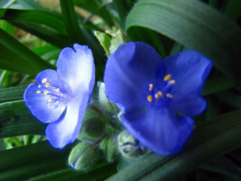 Blue Flax blue flower crop