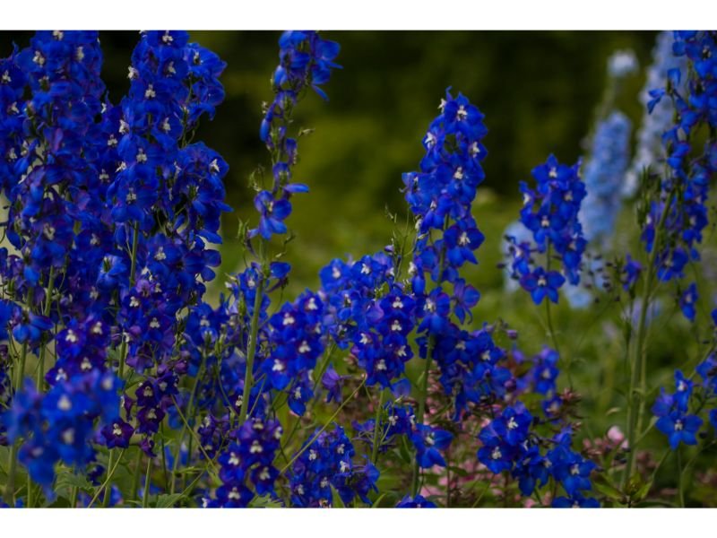 14 Blue Flower Crops