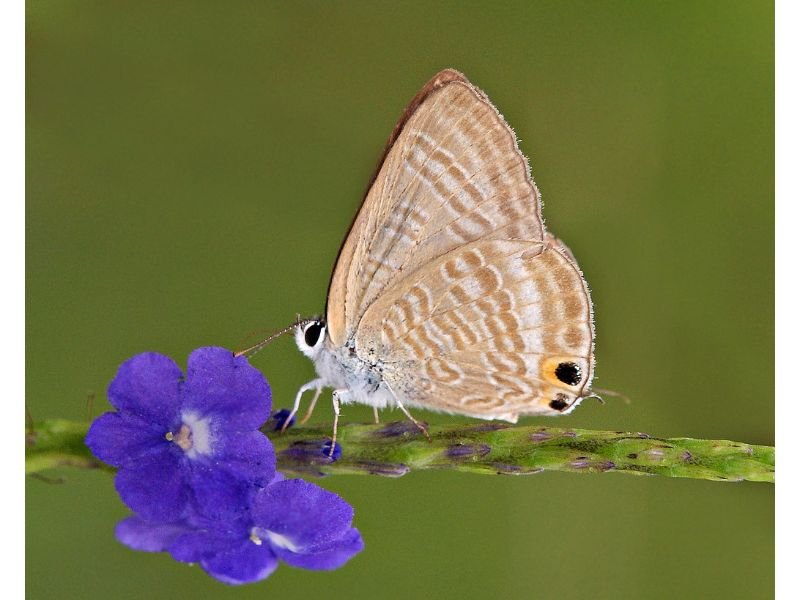 Butterfly Blue Pea blue flower symbolism love