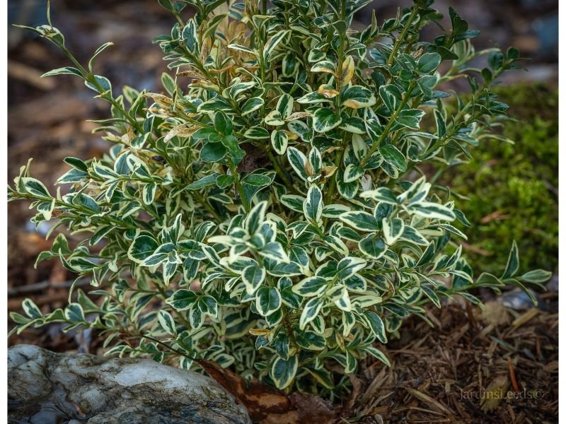 Buxus sempervirens ‘Variegata’ foliage color is also not limited to green and white, but also can be green and creamy white yellow