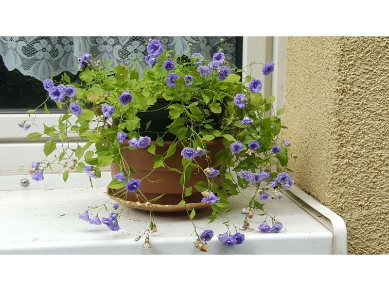 Campanula isophylla blue flowers for hanging baskets