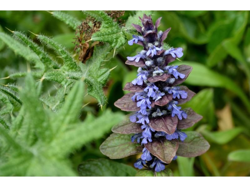 Carpet Bugle purple flowers butterflies like