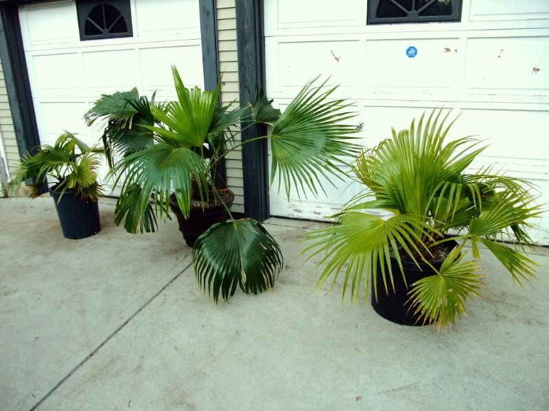 Chinese Fan Palm tropical looking plants for zone 7