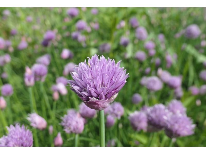 Chives or Flowering Onion little purple flowers you can eat