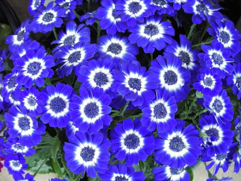 cultivating rare blue colour flower