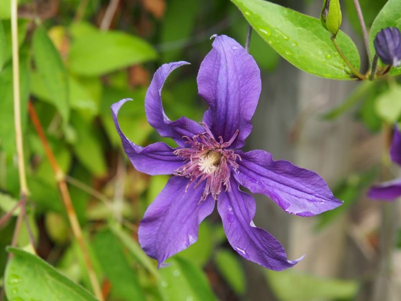 Clematis Sapphire Indigo purple flowers for butterflies