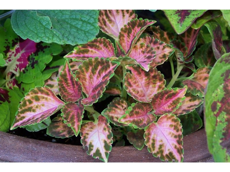 Coleus Wizard tropical plants for full sun and heat