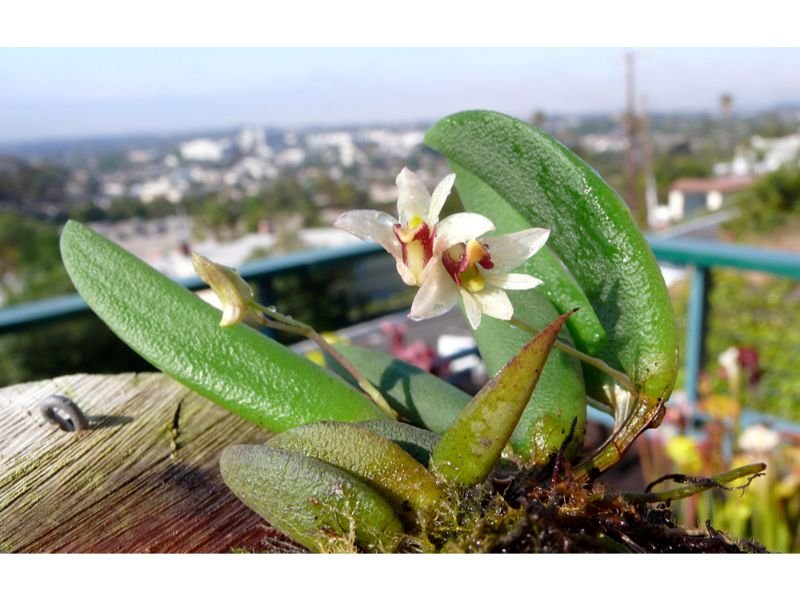Dendrobium best tropical plants for terrariums