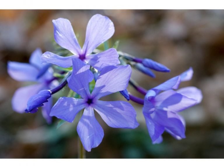 Blue Flowers Meaning and Cultural Symbolism Harvest Indoor