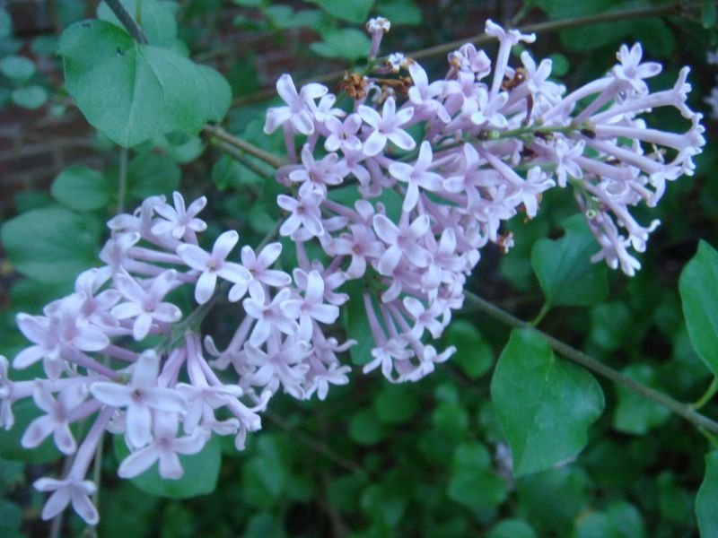 English Lilac or French Lilac