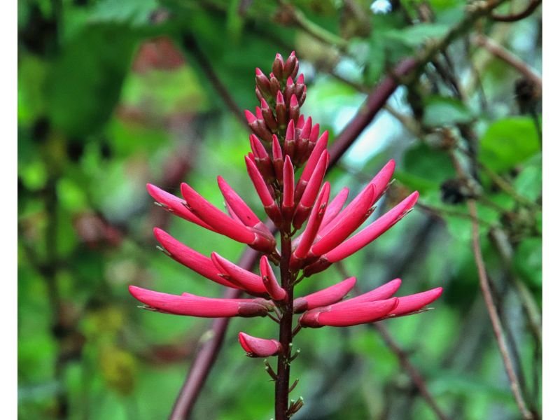 Erythrina herbacea tropical looking plants for zone 7