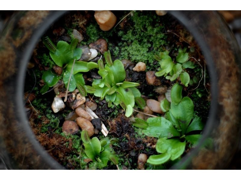 Flytrap best plants for tropical terrarium