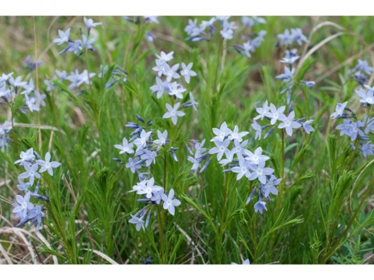 Best Blue Flowers To Grow For Every Type Of Garden - Harvest Indoor