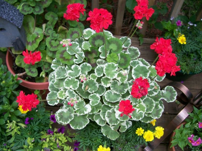 Geranium 'Wilhelm Langguth' plants with green and white leaves