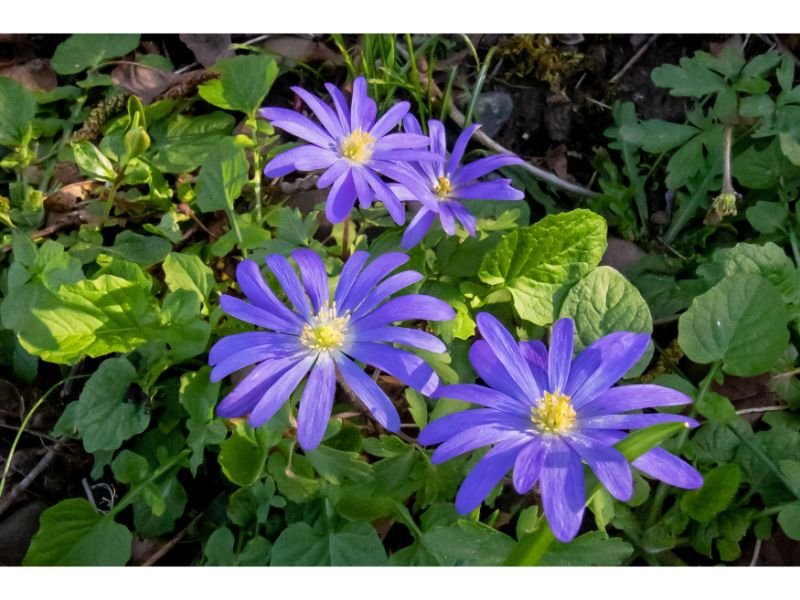 Grecian Windflower purple flowering plants that attract butterflies