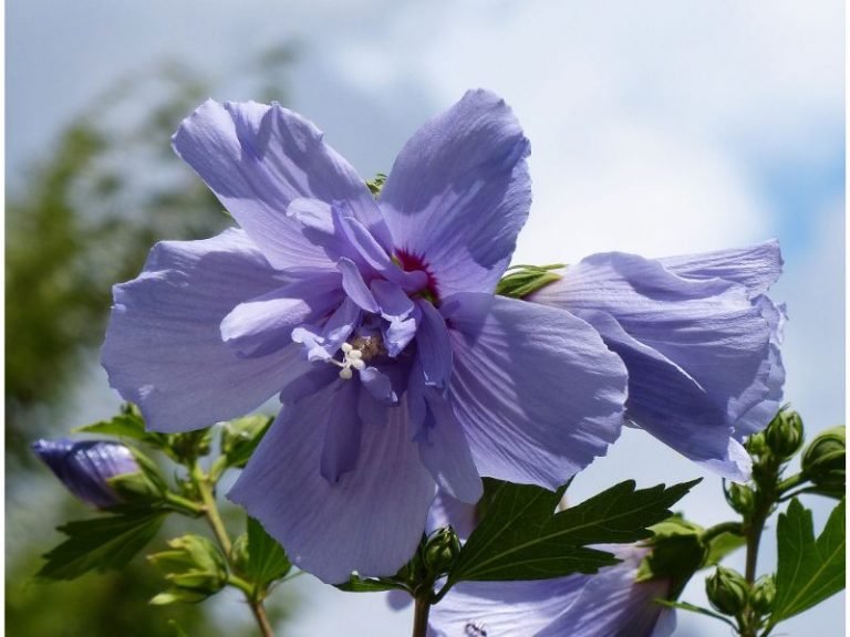 what-purple-flower-you-can-eat-list-13-of-them-harvest-indoor