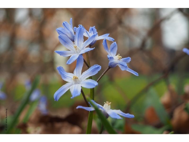 Hyacinth sky blue flower long stem 