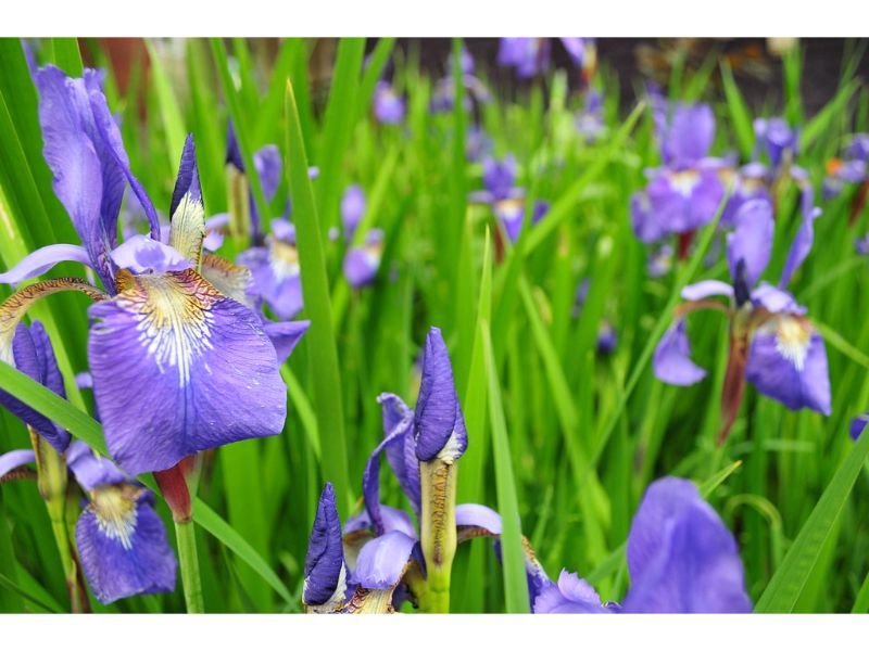 Iris means admiration, faith, hope, and courage
