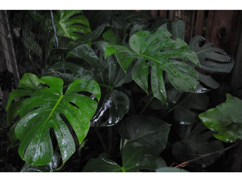 how to care for tropical plants