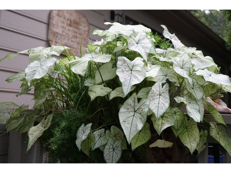 Moonlight Caladium Window plants with green and white leaves