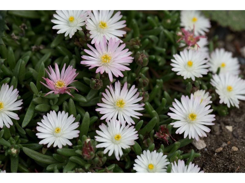 plants name begin with letter o - Oberg Ice Plant