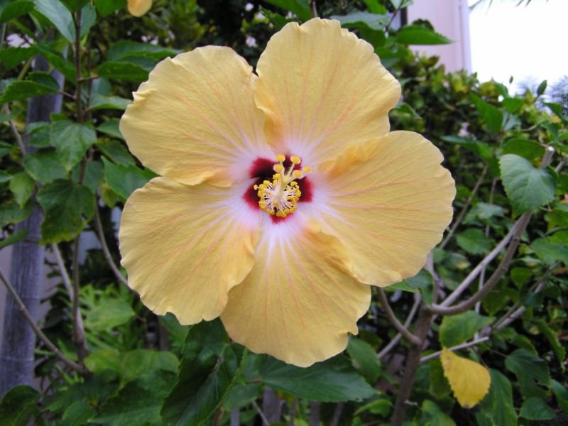 October Hibiscus - flower which name start with letter o
